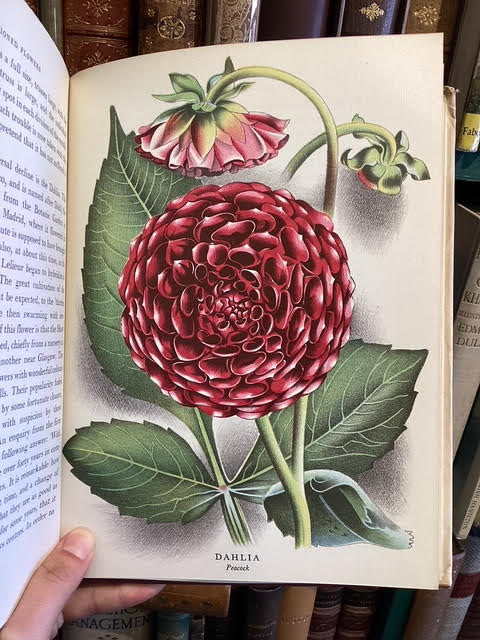 Old Fashioned Flowers
